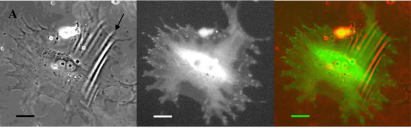 Fig. 1. Molecular control of pericyte contractility