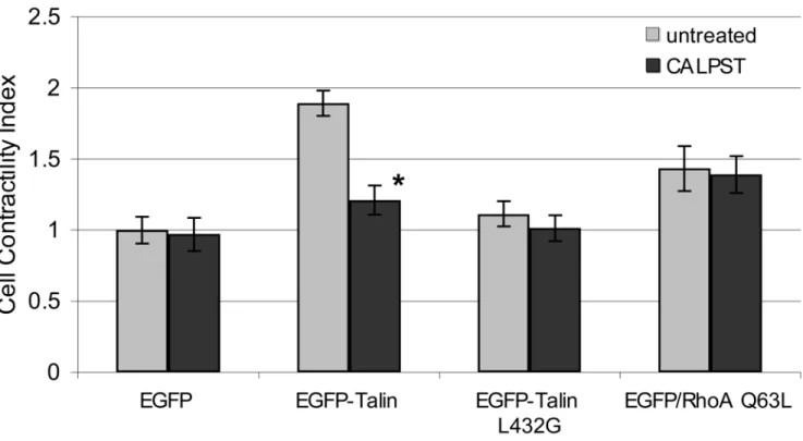 Fig. 3. Talin, but not RhoA-induced pericyte contractility is calpain-dependent