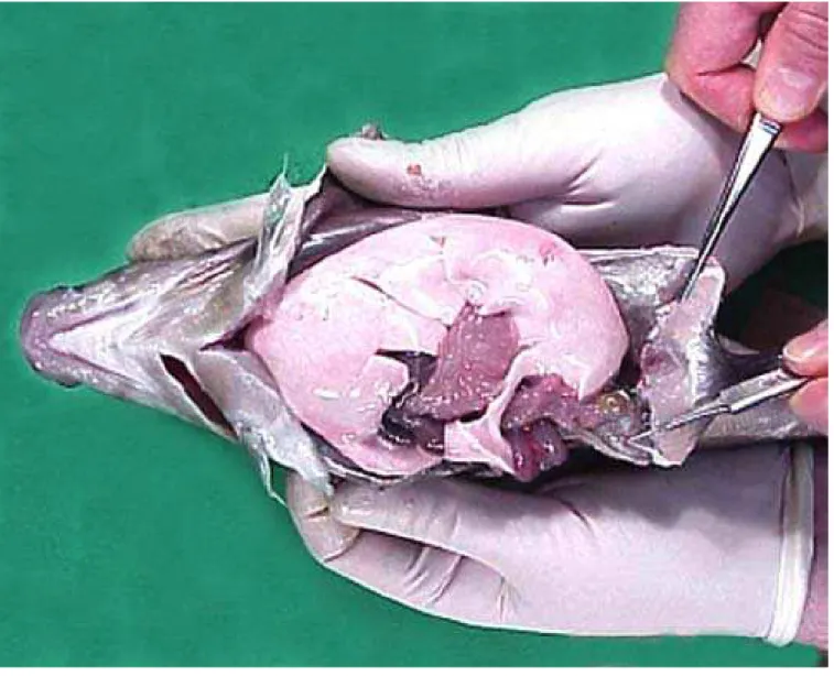 Figure 1.  Fatty liver condition in haddock.