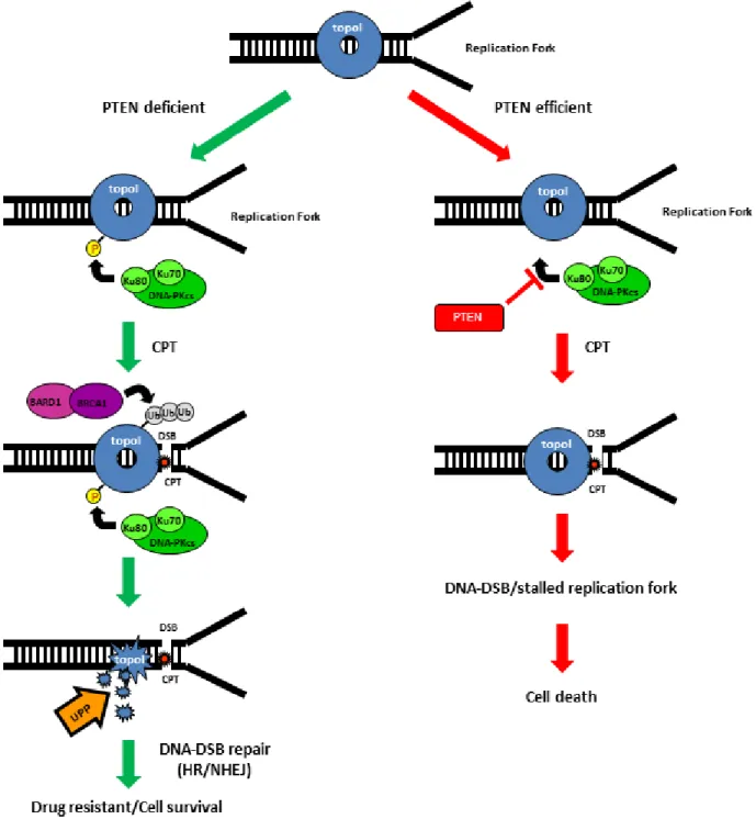 Figure 7: Schematic representation of UPP mediated degradation of topoI in response to CPT.