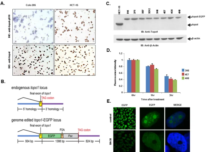 Figure 5: HCT-15 cells have higher basal level of topoI-pS10 and generating topoI-EGFP fusion cells