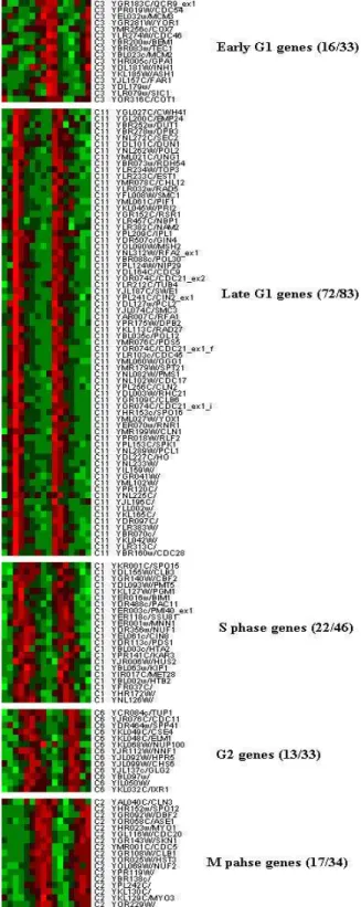 Figure 8: The intensity  spectrum plot of biologically  characterized genes (listed by Cho et al 1998) that are  found  in our meaningful clusters.