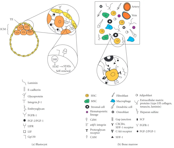 Figure 1. Schematic representation of the main components present in the blastocyst and bone marrow microenvironment