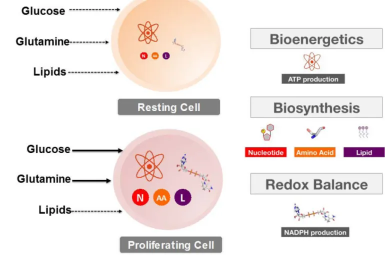 FIGURE 1. Metabolism: Resting versus Proliferating cells
