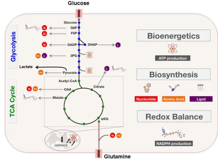 FIGURE 2. Glucose and Glutamine Fuel Proliferation