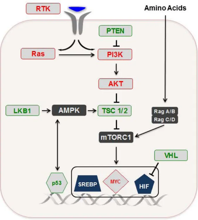 FIGURE 3. Signaling and transcriptional machinery that regulate metabolism