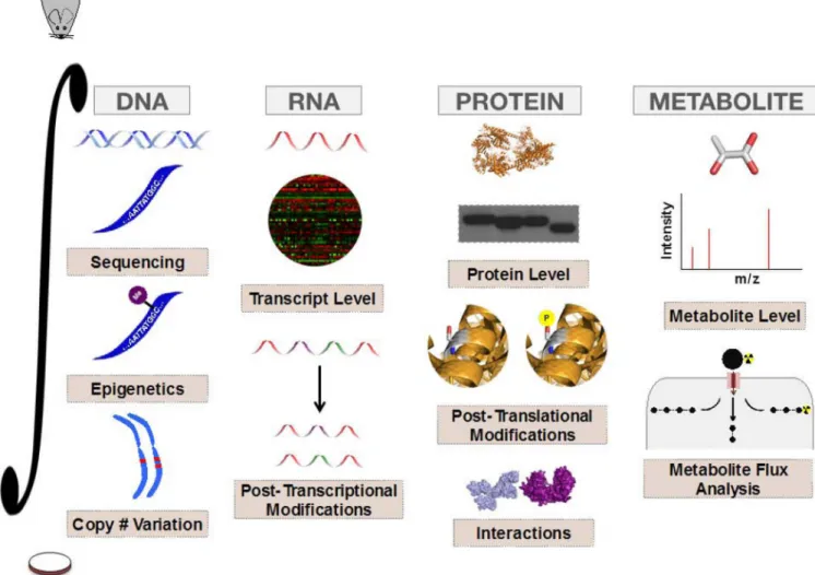 Figure 5. Application and Integration of Tools to study Tumor Metabolism