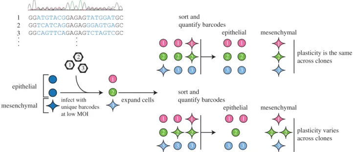 Figure 1. DNA barcode strategy to examine plasticities across clones. DNA barcodes, stably introduced into cells, can be used to track the progeny of individual cells.