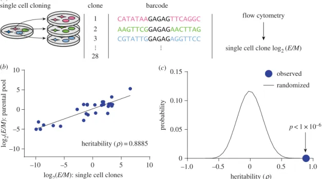 Figure 3. Phenotypic plasticity is stably inherited. (a) Clonal subpopulations were generated from single cells, and each clone’s phenotypic ratio was evaluated with flow cytometry