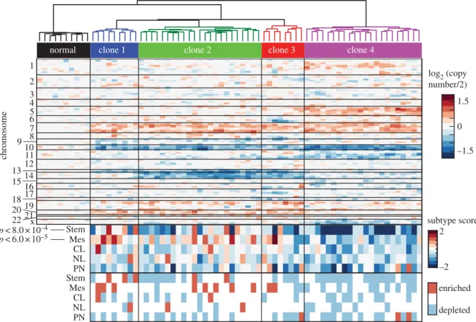 Figure 4. Phenotypic plasticity varies across clones in vivo. At the top is a heat map of copy-number variation of single cells estimated from single-cell RNA sequen- sequen-cing data of a primary glioblastoma [18]