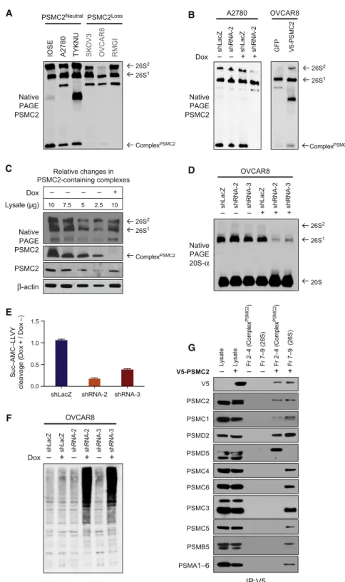 Figure 5. Complex PSMC2 Buffers PSMC2 Neutral Cells against PSMC2 Suppression (A) Native PAGE immunoblot for PSMC2 across a panel of PSMC2 Neutral and PSMC2 Loss cells.