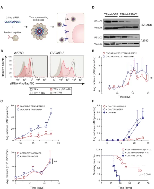 Figure 6. Tumor-Penetrating Nanocomplex-Mediated Delivery of PSMC2 -Specific siRNA Suppresses Ovarian Tumor Growth (A) Schematic depicting the mechanism of TPN-mediated delivery of siRNA.