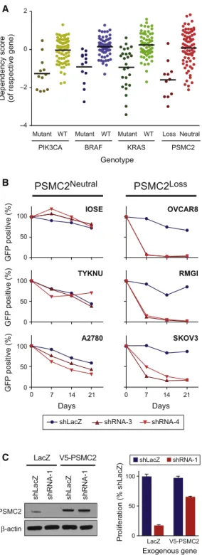 Figure 2. PSMC2 Loss Cells Are Sensitive to PSMC2 Suppression (A) Comparison of gene dependence between three models of oncogene addiction and PSMC2 