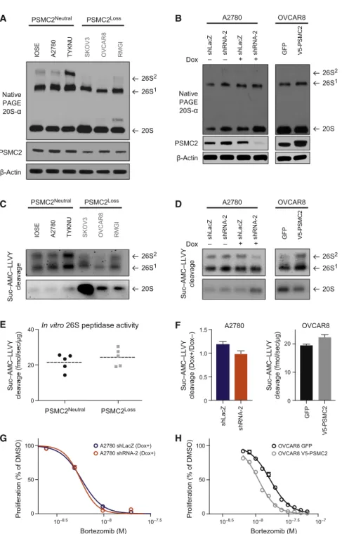 Figure 4. PSMC2 Loss Cells Lack a PSMC2 Reservoir