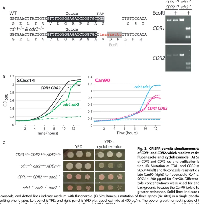 Fig. 3. CRISPR permits simultaneous targeting of CDR1 and CDR2 , which mediate resistance to fluconazole and cycloheximide