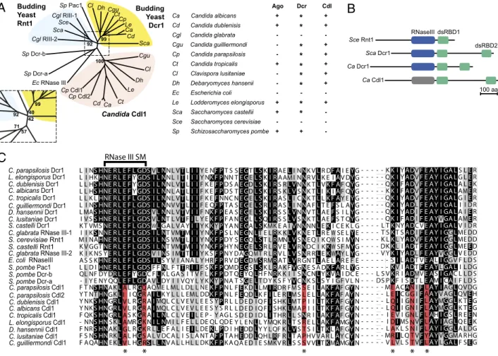 Fig. 1. (A) Phylogenetic relationship between RNase III enzymes of indicated species. Bootstrap values for key nodes are shown, with central region (boxed) enlarged for clarity