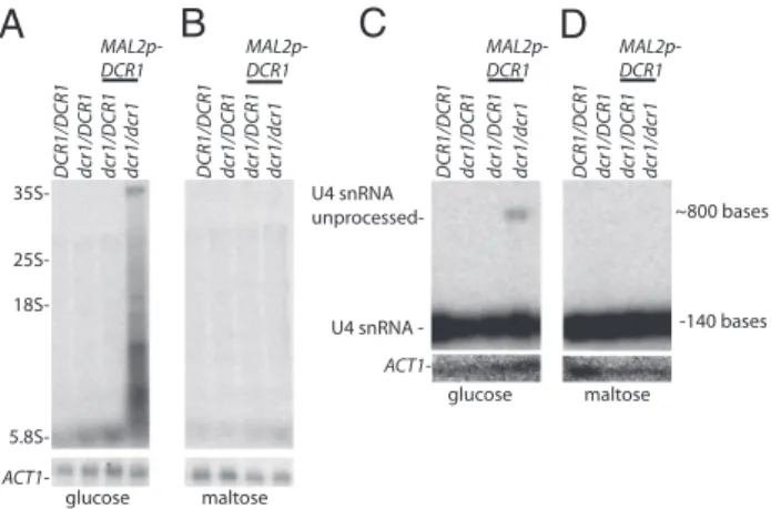Fig. 4. DCR1 deletion impact on snRNA and rRNA processing in C. albicans.