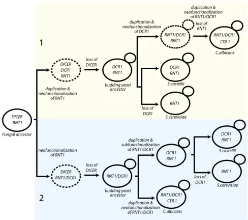 Table 1. Yeast strains