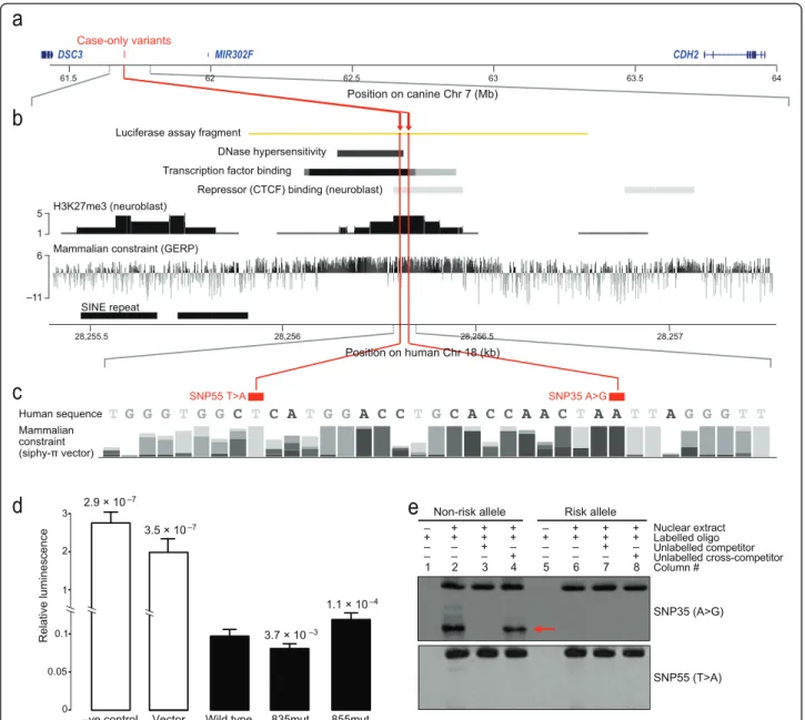 Figure 4 Two intergenic case-only variants disrupt a repressor element and change gene expression in vitro 