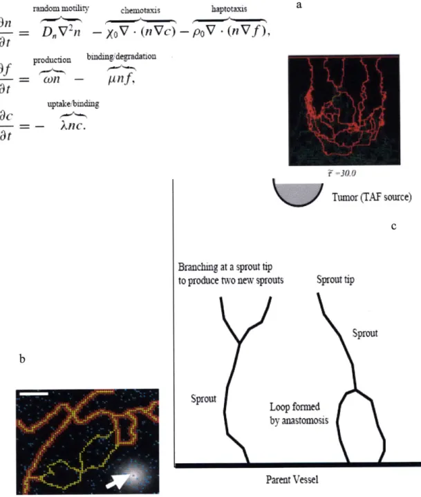 Figure  2:  Examples  of  existing  angiogenesis  models  [(a)  deterministic  model;  Anderson  and Chaplain  (1998);  (b)  CPM  model,  Pierce  et  al