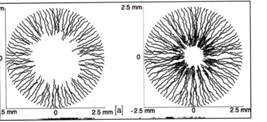 Figure  4:  Physiological  model  of  corneal  angiogenesis  that  integrates  a  mechanical  model  of elongation  with a  biochemical  model of cell  phenotype  (Jackson and  Zheng, 2010).