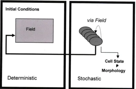 Figure  5:  The  two  components  of the  model:  Deterministic  Field  and  Stochastic  Cell  Population Behavior
