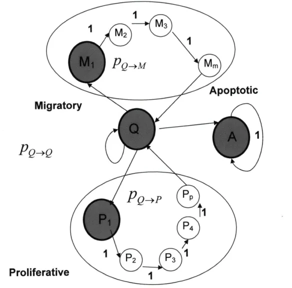 Figure 6:  States  in the Markov process