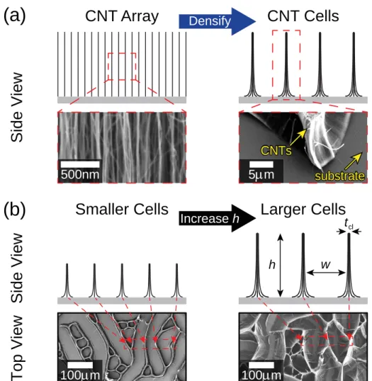 Figure 4.2: Capillary-mediated densification of aligned CNT arrays into 2D cellular net- net-works