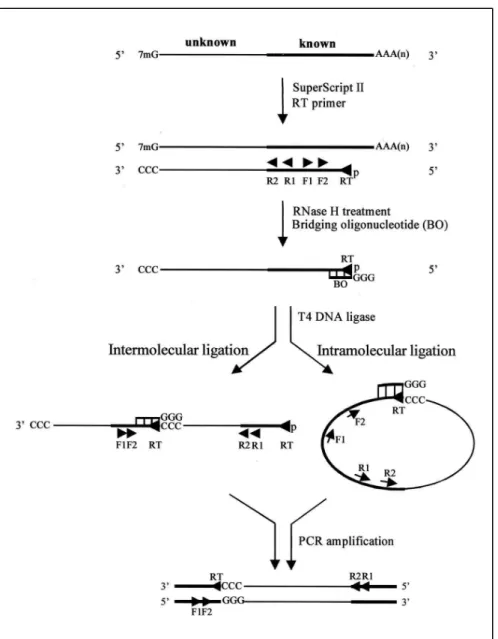Figure 1. BO-5′RACE protocol. Flowchart outlining the events involved in BO-5′RACE. An internal RT primer is used to catalyze first-strand cDNA synthesis