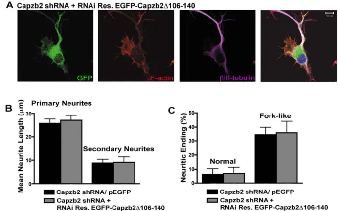 Figure 6. Capzb2 lacking the region that interacts with microtubules fails to rescue the Capzb2 RNAi phenotype