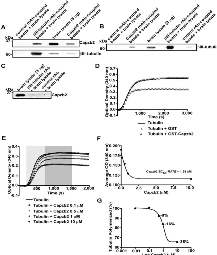 Figure 4. Capzb2 coimmunoprecipitates with bIII-tubulin in brain lysates and decreases tubulin polymerization in vitro