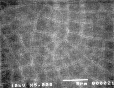 Figure 2. SEM micrograph of an as-deposited 300 nm SrFe 0.75 Co 0.25 O x film.