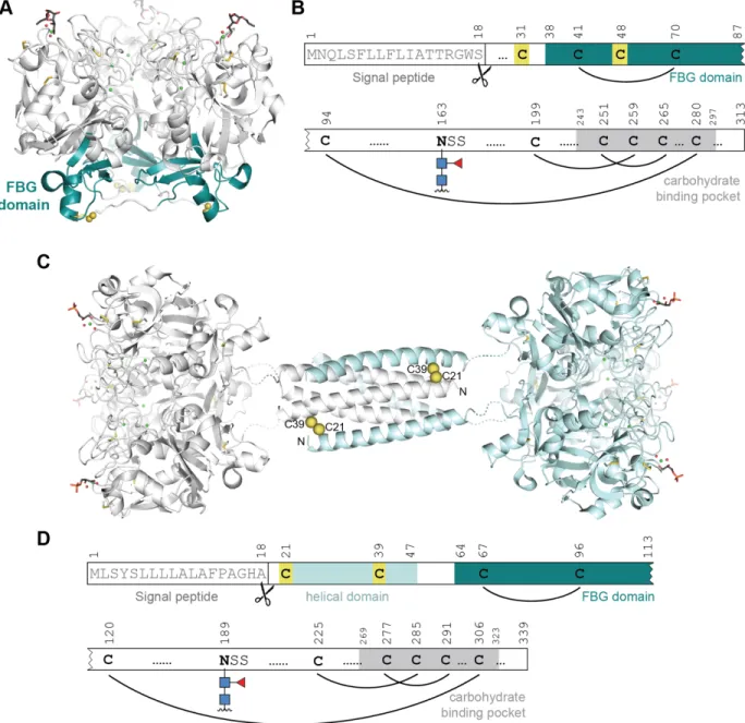 Figure 1-1. X-type lectin structures. (A) X-ray crystal structure of hItln-1 bound to allyl-β- D -Galf (β- (β-Galf, PDB 4WMY)