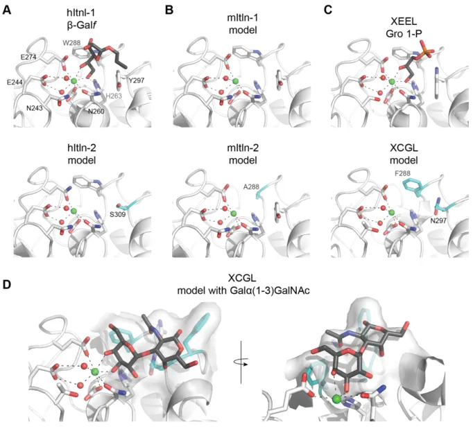 Figure 1-2. Carbohydrate binding sites from select X-type lectins. (A) Carbohydrate binding site of  hItln-1 bound to allyl-β- D -Galf (PBD 4WMY) and model of hItln-2 binding site