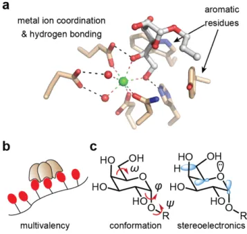 Figure 2-1. Factors contributing to lectin–