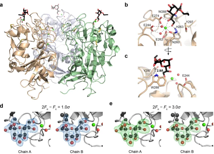 Figure 2-4. Structure of hItln-1 bound to allyl-α-KO. (a) Complex of hItln-1 trimer and allyl-α-KO