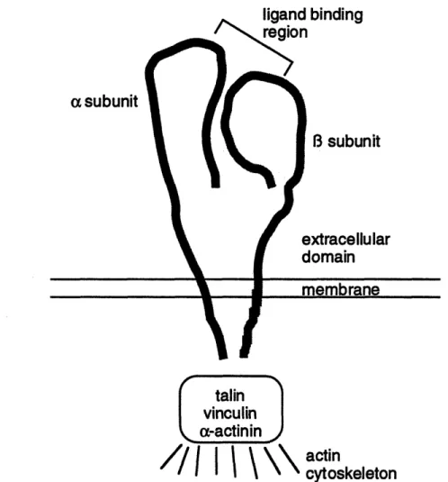 Figure 1-3.  The integrin receptor is composed  of an a  and B subunit with a single ligand binding  site