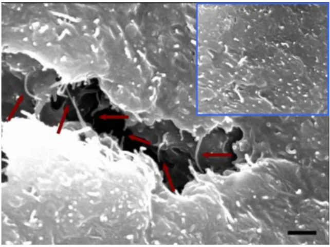 Figure 5. SEM micrograph of the fracture surface for TLCP nanocomposites containing  1.5 wt% of modified CNT (Scale bar: 500 nm)