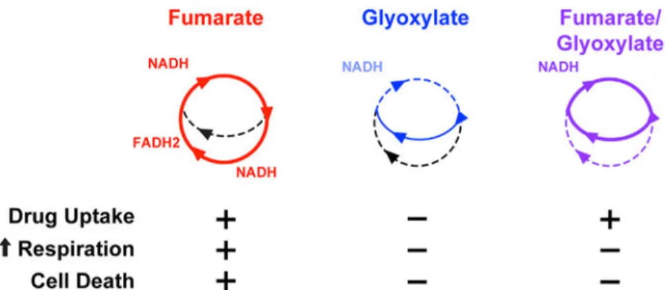 Figure 6. TCA Cycle Activity Underlies Fumarate- and Glyoxylate-Stimulated Changes in  Tobramycin Susceptibility