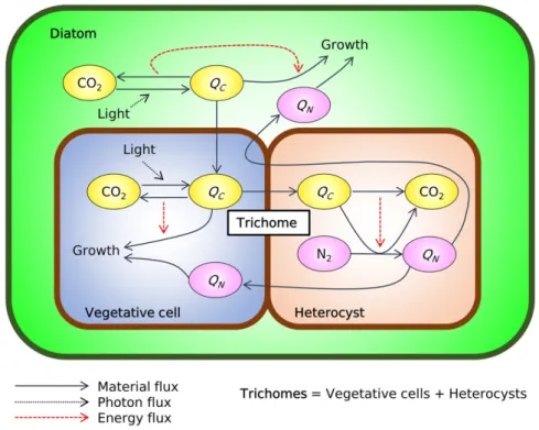 Figure 1.    Schematic of the cell flux model of diatom–diazotroph association (CFM-DDA)