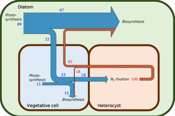 Figure 3. Simulated C (blue arrows) and N (brown arrows) exchanges between the diatoms (Hemiaulus) and trichomes (Richelia)