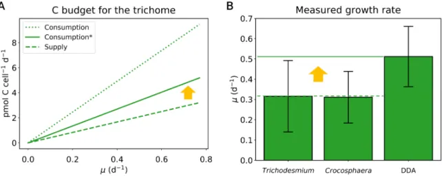 Figure 4. Simulated C budget for the Richelia trichomes and measured growth rates. (A) Cost and  supply of C by the trichome per diatom (Hemiaulus) cells