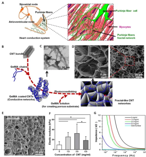 Figure 1. Structural, physical and electrical characteristics of CNT-GelMA hydrogels A) Schematic diagram illustrating the isolated heart conduction systems showing the purkinje which are located in the inner ventricular walls of the heart