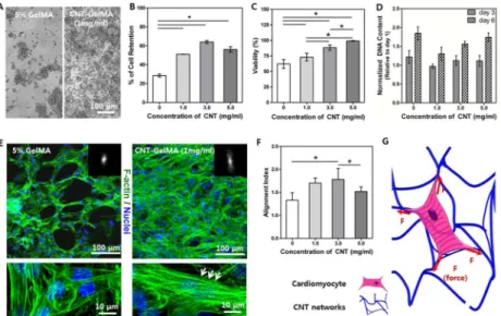 Figure 2. Improved cardiac cell adhesion, maturation, and alignment on CNT-GelMA A) Optical images of cardiomyocytes (day 1) revealed better cell retention and more homogeneous seeding on CNT-GelMA than on pristine GelMA
