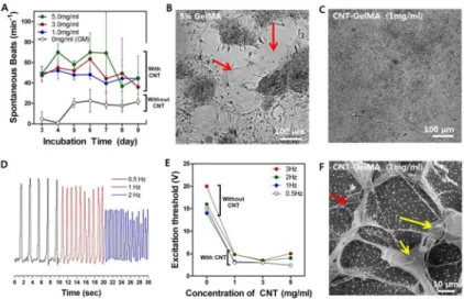 Figure 4. Improved mechanical integrity and advanced electrophysiological functions of cardiac tissues on CNT-GelMA