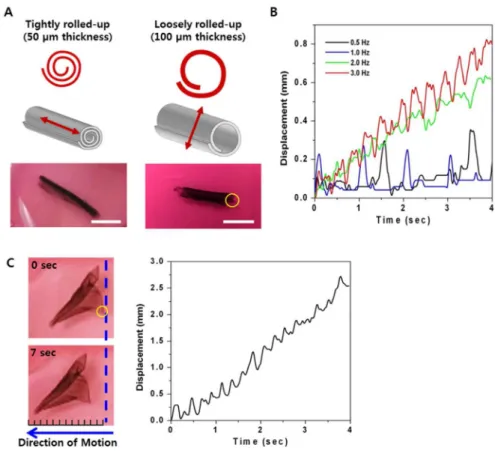 Figure 6. Engineered cardiac patches form free-standing 3D biohybrid actuators