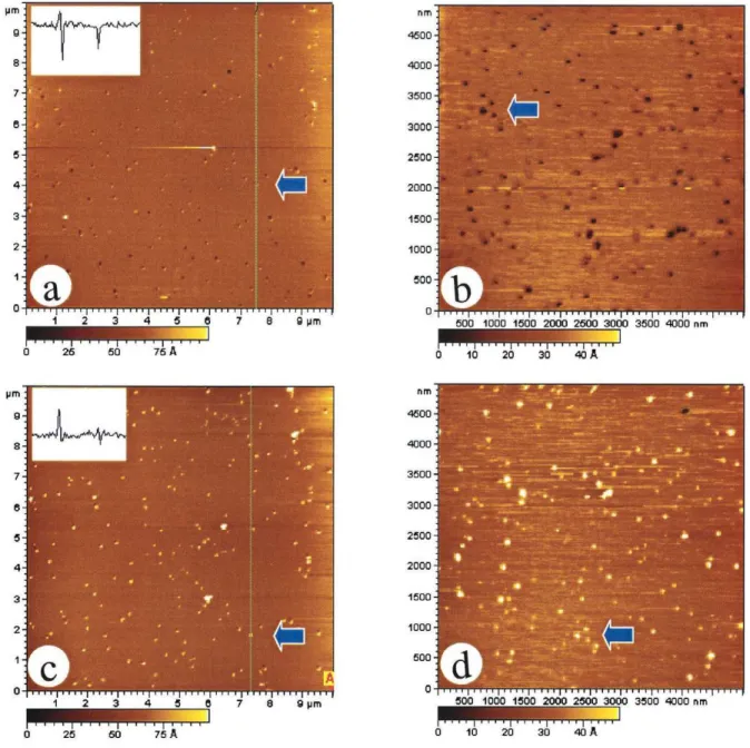 FIGURE 5 AFM images of hybrid bilayers of DPPC/DPPE and (2:1 DPPC/cholesterol)/DPPE with 10% GM1 in the outer DPPC layer imaged at different scanning forces