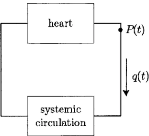 Figure  1-4:  A  simple,  lumped  cardiovascular  system.  The  heart  nourishes  the  systemic circulation  with  blood  at  flow  rate  q(t)  with  arterial  pressure  P(t).