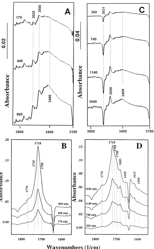 Fig. 3. Evolution of infrared spectra in hydroxyl and carbonyl regions during g-irradiation of HDPE