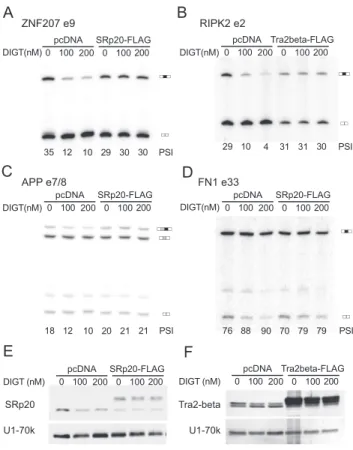 FIGURE 4. SRp20 and Tra2-b overexpression reverses digitoxin effect on coregulated alternative exons